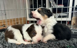 Border Collie dogs for sale: Red white border collies  - Image 4