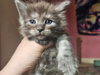 Ragcoon cats Fabulous mainecoon cross ragdoll - Advert 13