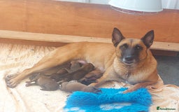 Belgian Shepherd Dog dogs for sale: PuppiesDWKC registered Working Line,Tested Parents - Image 25