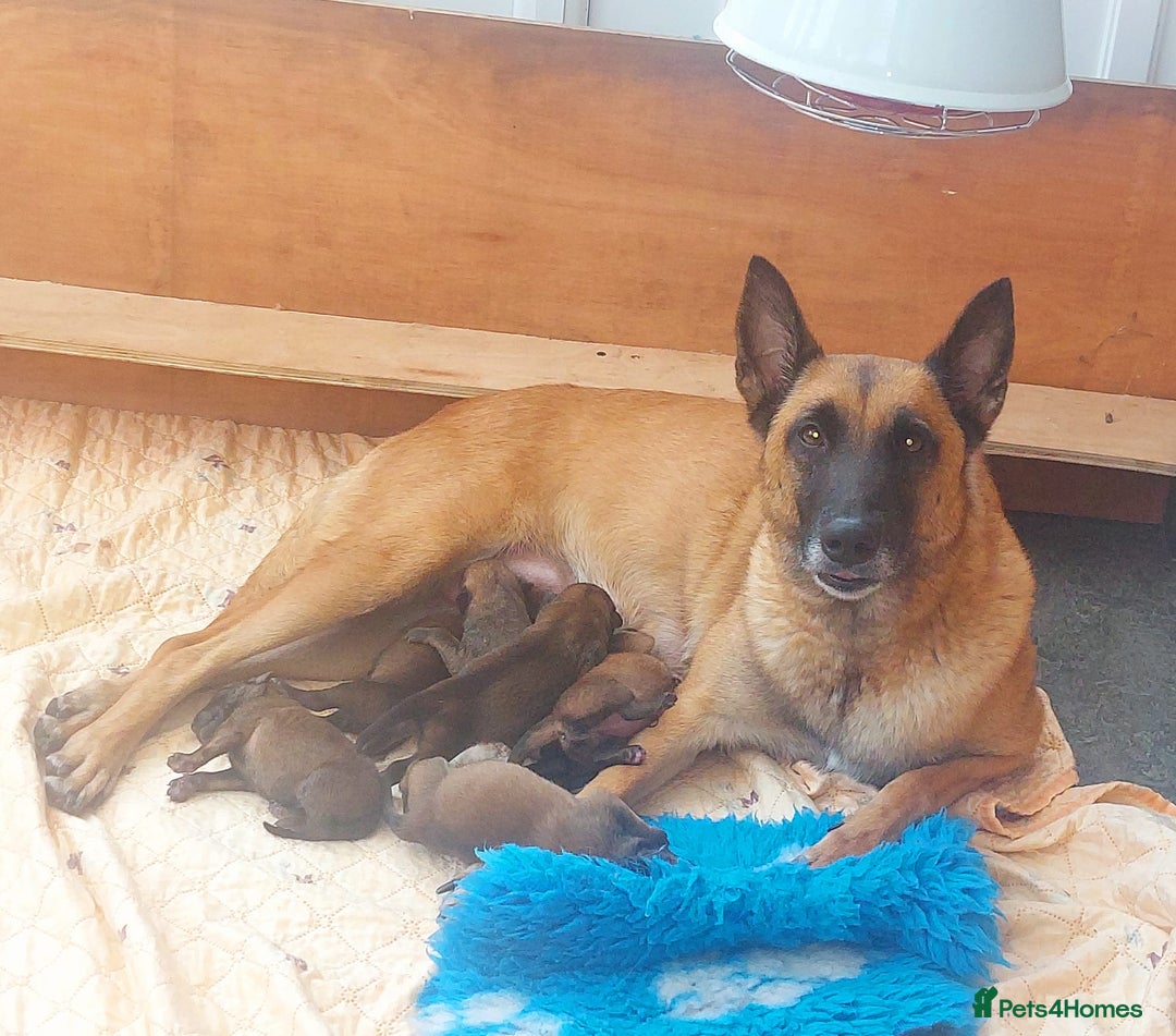Belgian Shepherd Dog dogs for sale: PuppiesDWKC registered Working Line,Tested Parents - Image 25