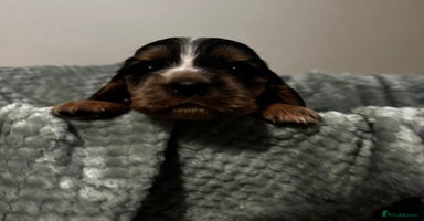 Cocker Spaniel dogs - Advert 2