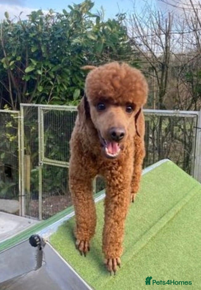Labradoodle dogs Gorgeous Little labradoodle Boy Ready Soon - Advert 2