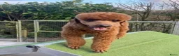 Labradoodle dogs for sale: Gorgeous Little labradoodle Boy Ready Soon - Advert 2
