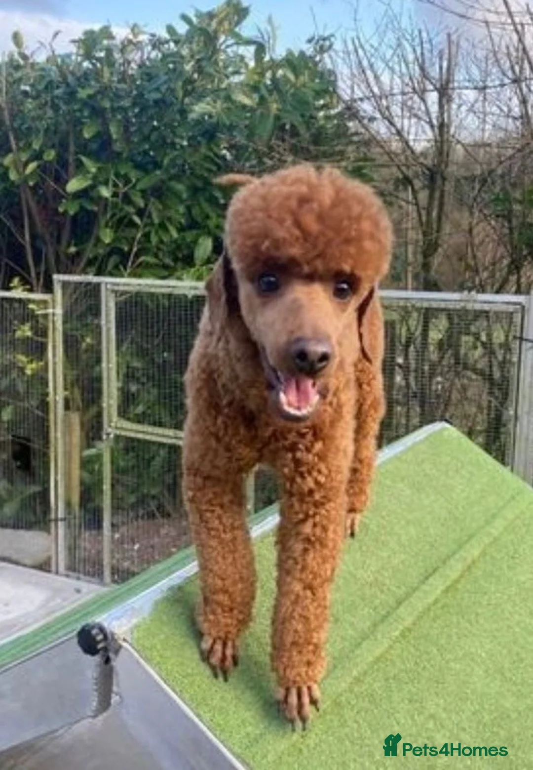 Labradoodle dogs for sale: Gorgeous Little labradoodle Boy Ready Soon - Advert 2