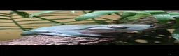 Frog reptiles for sale: White's tree frogs in Birkenhead - Advert 5
