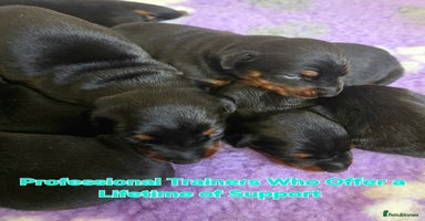 Dobermann dogs - Advert 1