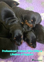 Dobermann dogs - Advert 5