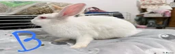 Lionhead rabbits for sale: BEAUTIFUL LIONHEAD BABY RABBITS * READY TO GO * - Advert 16
