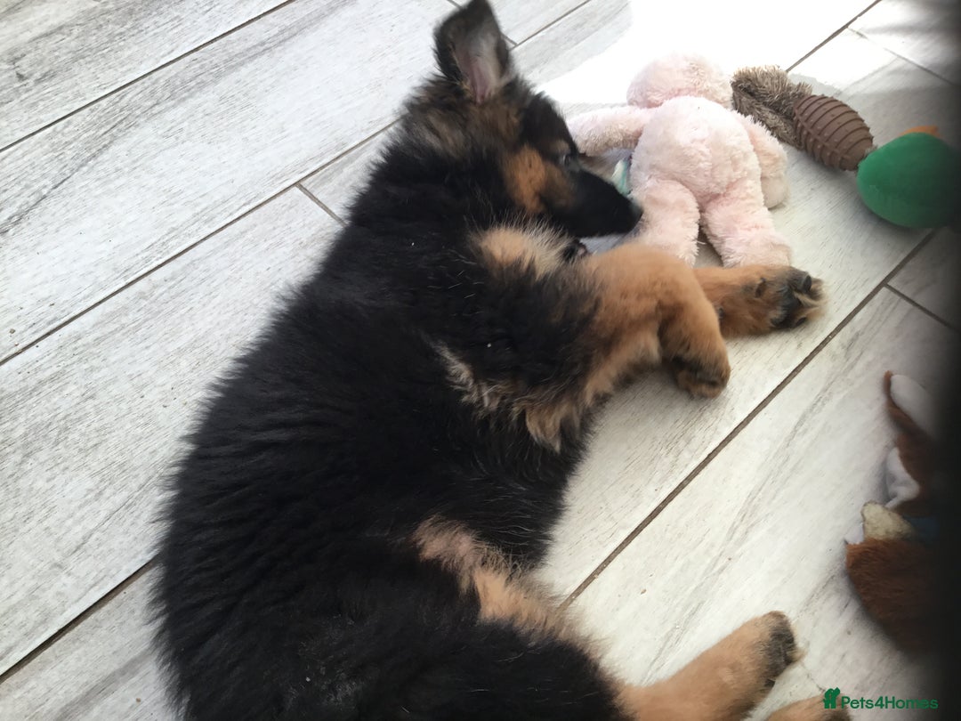 German Shepherd dogs for sale: 12 weeks German Shepard  - Image 8