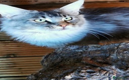 Maine Coon cats for stud: Active Tica duel Gccf Maine Coons in Grantham - Image 10