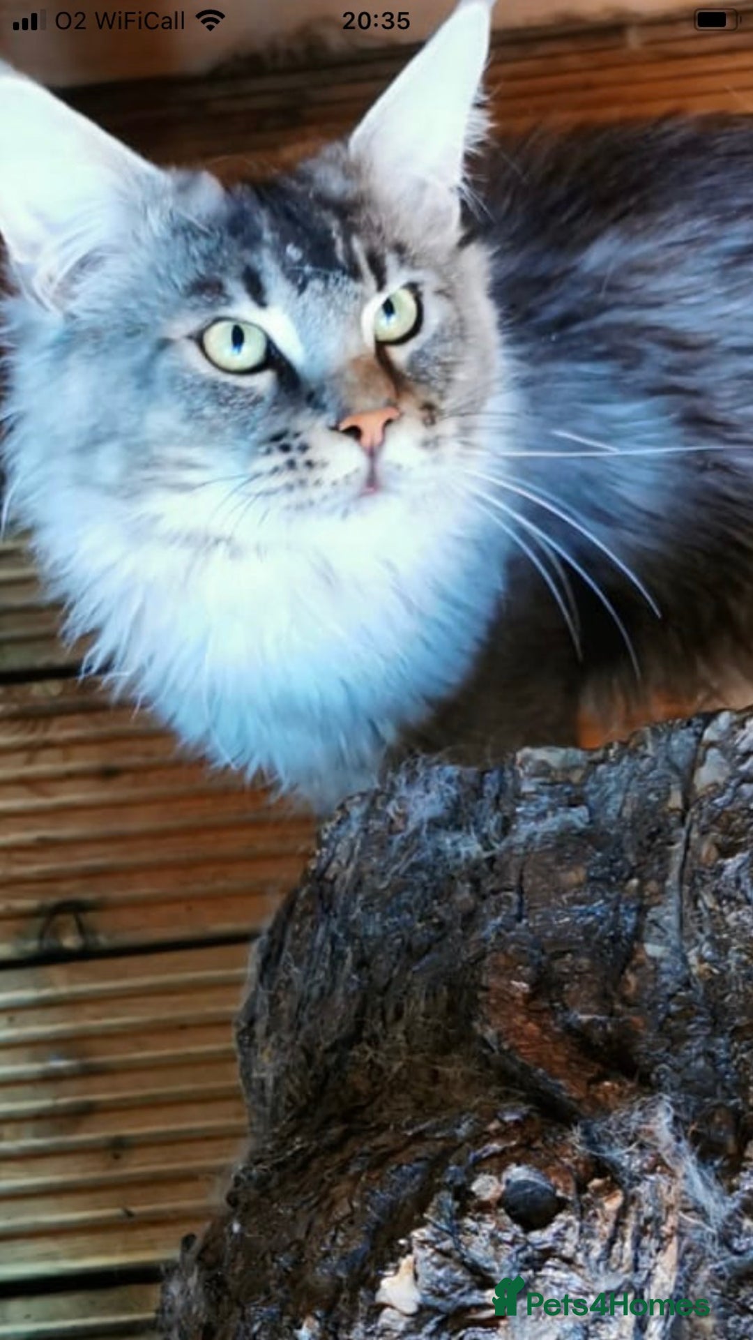 Maine Coon cats for stud: Active Tica duel Gccf Maine Coons in Grantham - Image 10