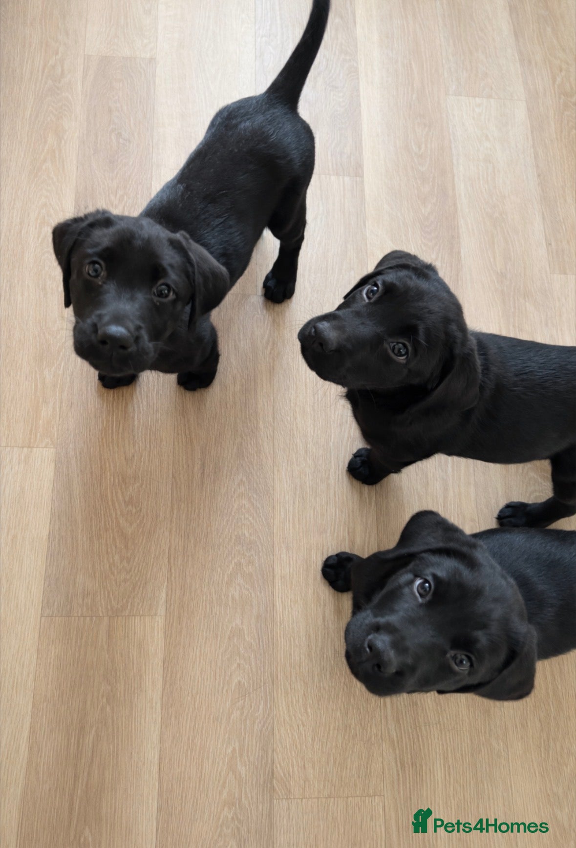 Labrador Retriever dogs 3 black females remaining – Labrador Retrievers - Advert 8