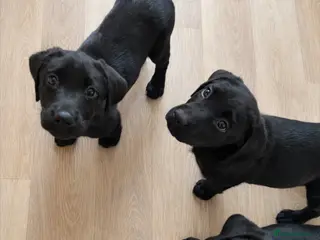 Labrador Retriever dogs 3 black females remaining – Labrador Retrievers - Advert 8