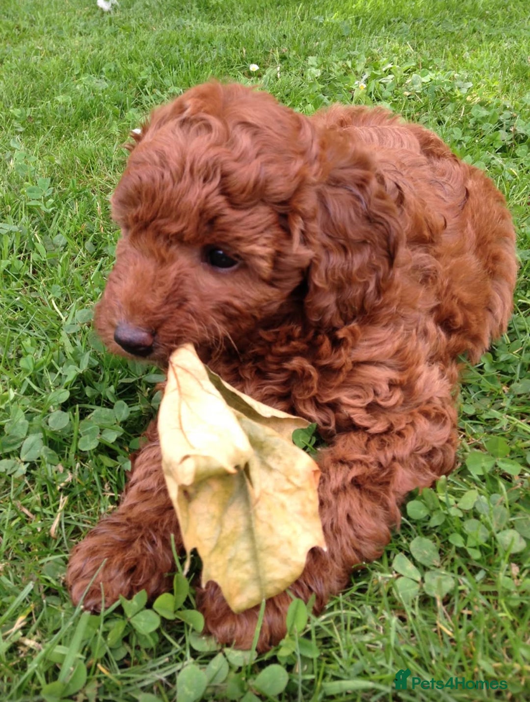 Cockapoo dogs for sale: 3 Stunning Dark Red Cockapoo Puppies - Image 29