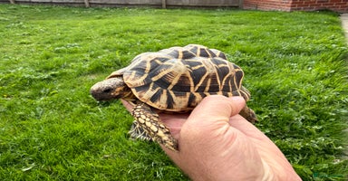 Tortoise reptiles - Advert 7