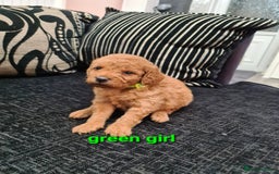 Labradoodle dogs for sale: F1 beautiful labradoodles  - Image 12