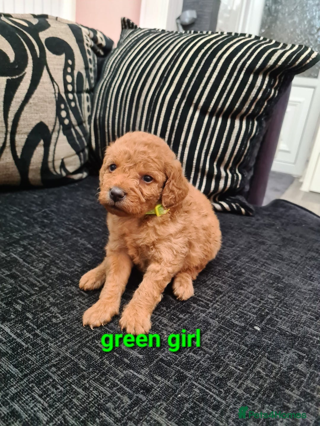 Labradoodle dogs for sale: F1 beautiful labradoodles  - Image 12