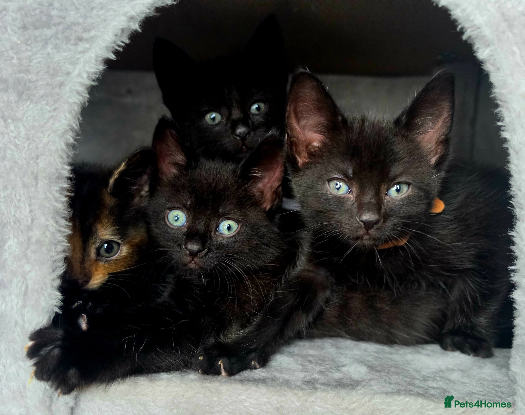 Domestic Shorthair cats 3M/2F Black/Tortie Kits fully vax flead and deworm - Advert 17