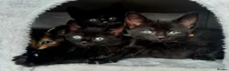 Domestic Shorthair cats for sale: ×2 Black (M) Kittens fully vax flead and dewormed - Advert 7