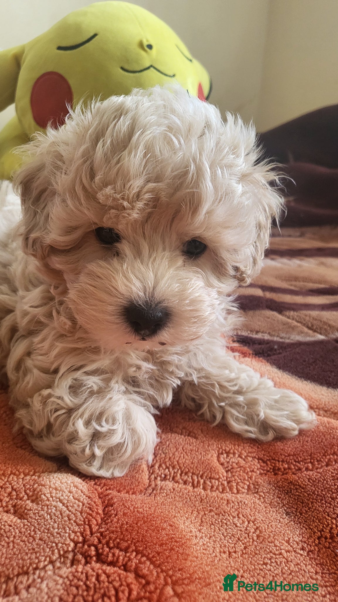 Maltipoo dogs Maltipoo  - Advert 18