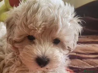 Maltipoo dogs Maltipoo - Advert 18