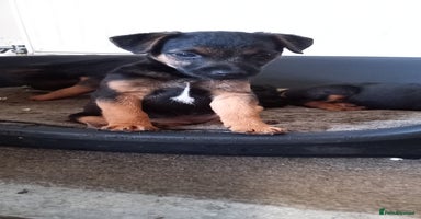Mixed Breed dogs - Advert 14