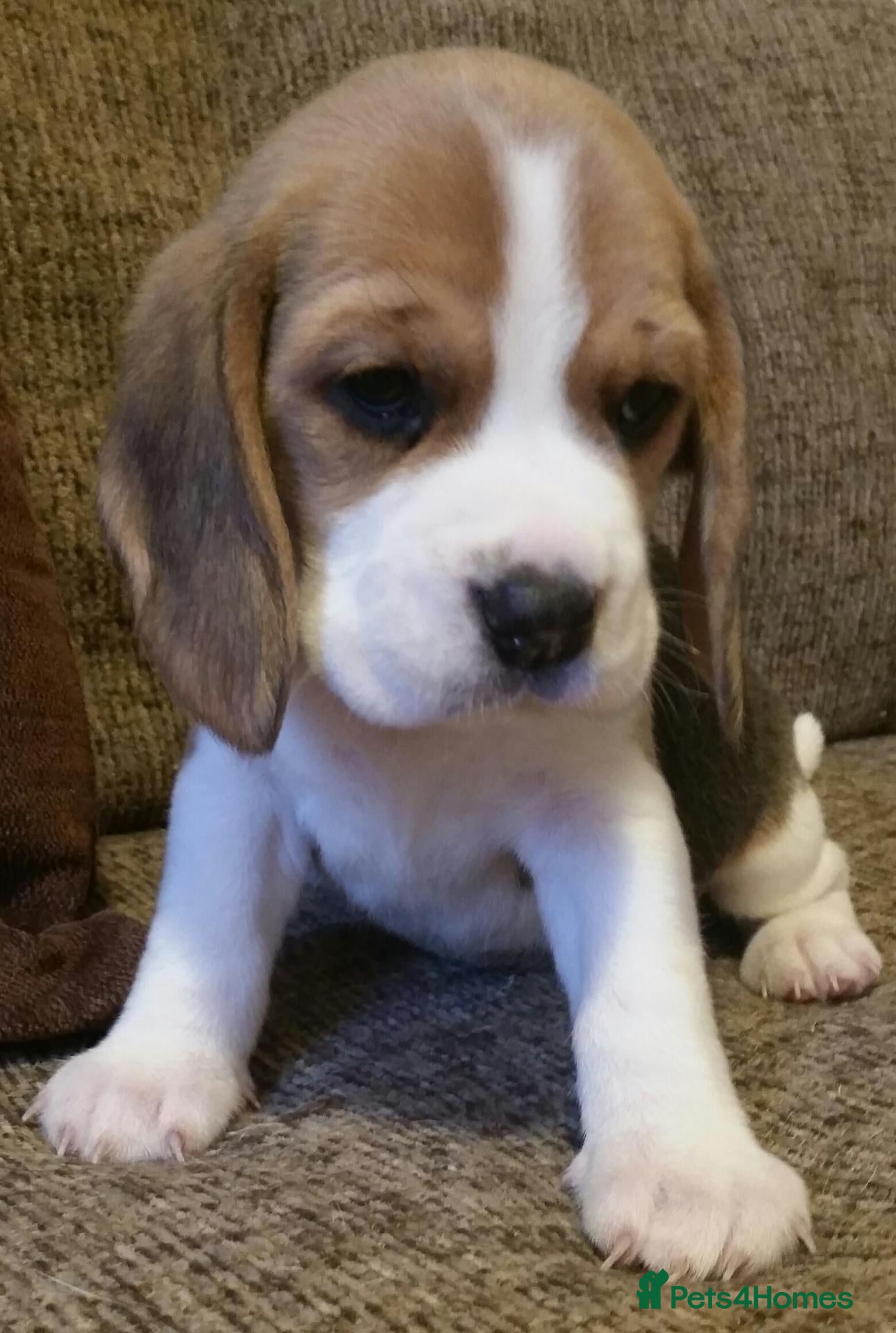 Beagle dogs for sale: Female Beagle Puppy. Read Description. - Advert 2
