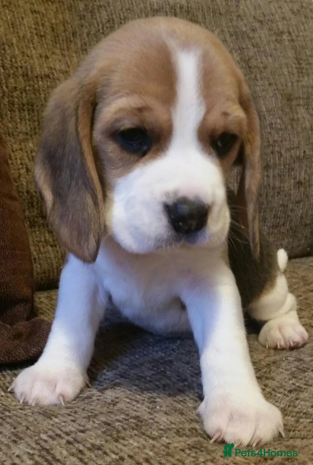 Beagle dogs for sale: Female Beagle Puppy. Read Description. - Advert 2