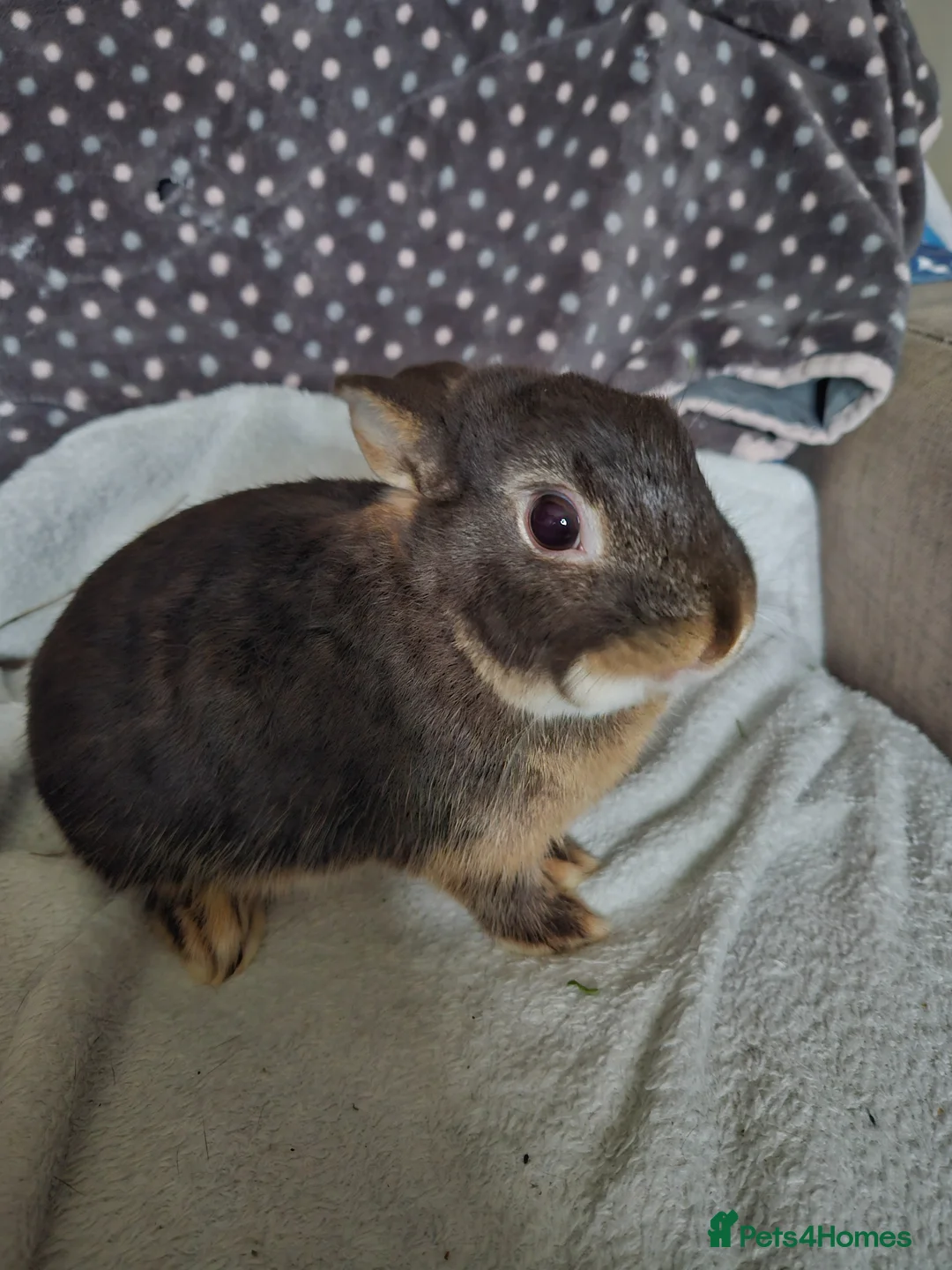 Netherland Dwarf rabbits for sale: Chocolate Otter boy - Advert 2