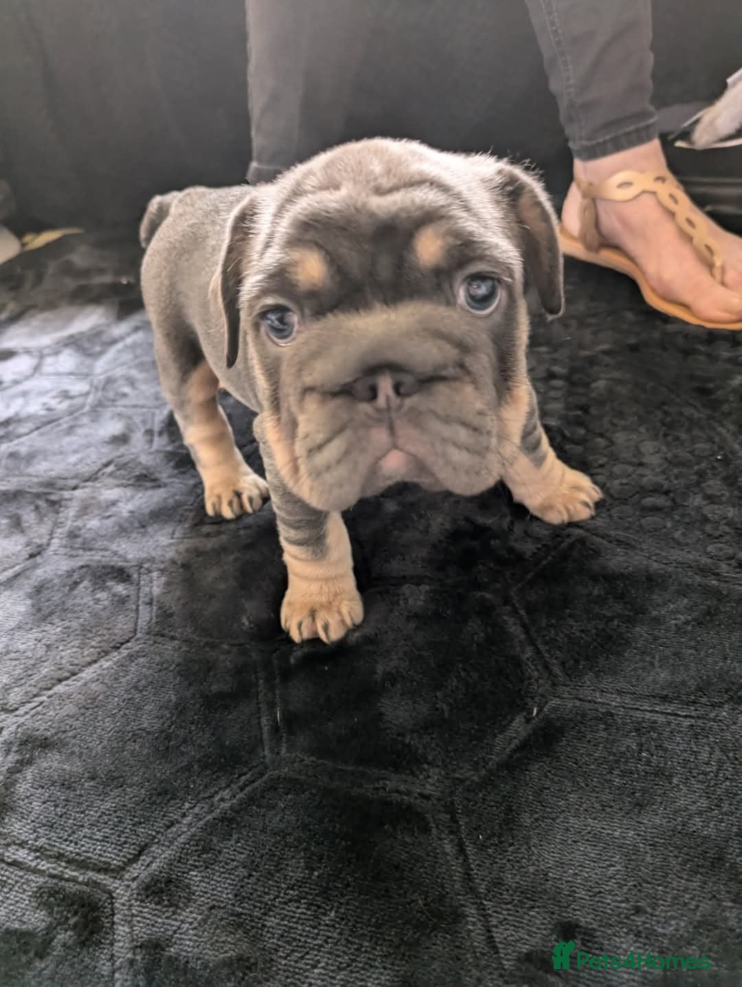 French Bulldog dogs for sale: 4 girl frenchie pups. Fluffy gene and roped nose  - Image 3