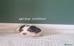 Cocker Spaniel dogs for sale: Beautiful cocker spaniel puppies - Image 3