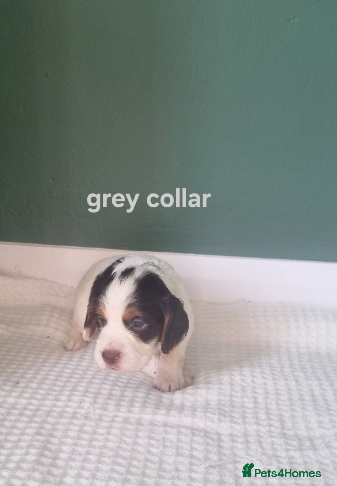 Cocker Spaniel dogs for sale: Beautiful cocker spaniel puppies - Image 3
