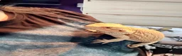 Bearded Dragon reptiles for sale: Bearded dragon  - Advert 3