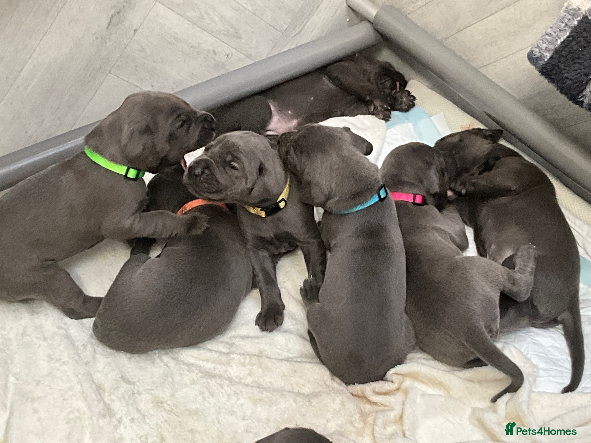 Great Dane dogs Beautiful Blue Great Dane Litter KC Reg - Advert 8