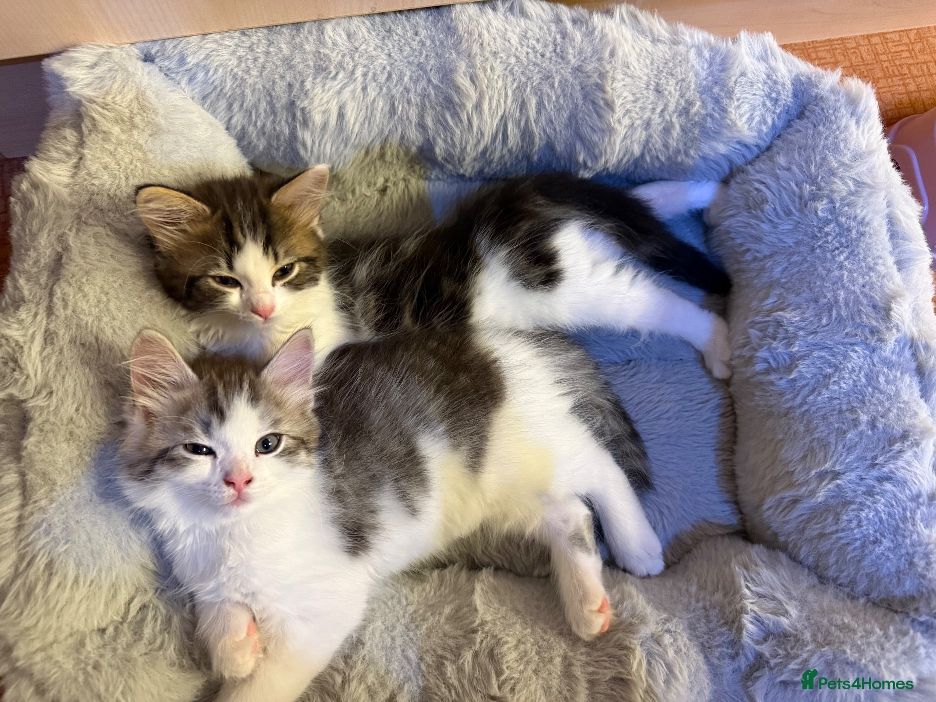 Mixed Breed cats 3 beautiful kittens ready to leave  - Advert 1