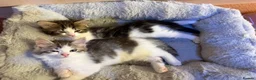 Mixed Breed cats for sale: 3 beautiful kittens ready to leave  - Advert 1