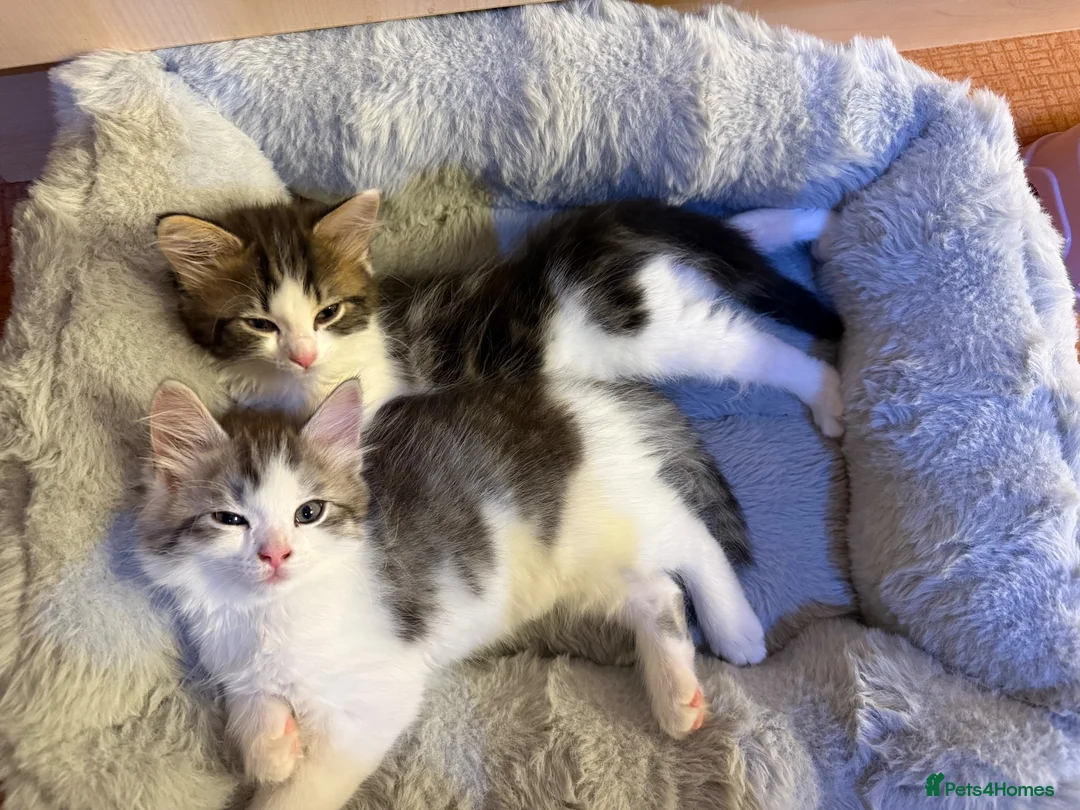 Mixed Breed cats for sale: 3 beautiful kittens ready to leave  - Advert 1
