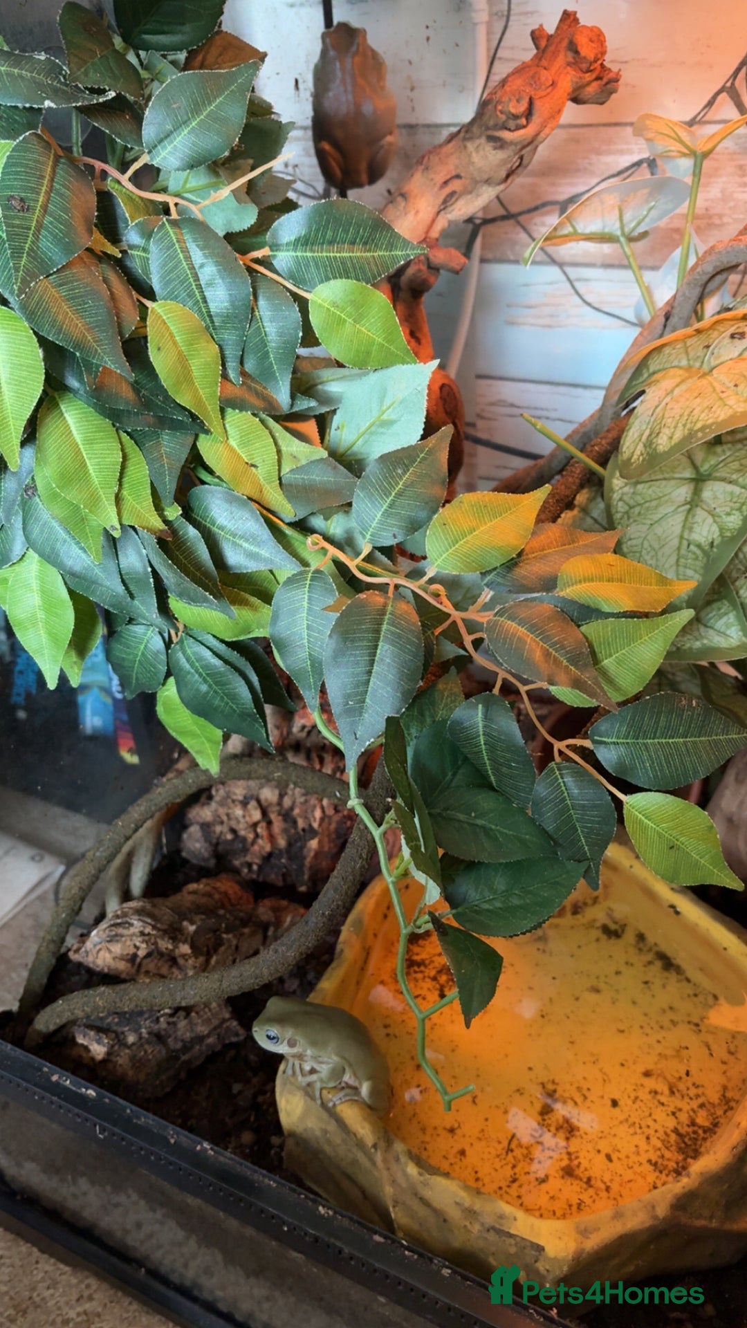 Frog reptiles for sale: 🐸 White’s Tree Frogs + Full Set-Up 🐸 - Image 3