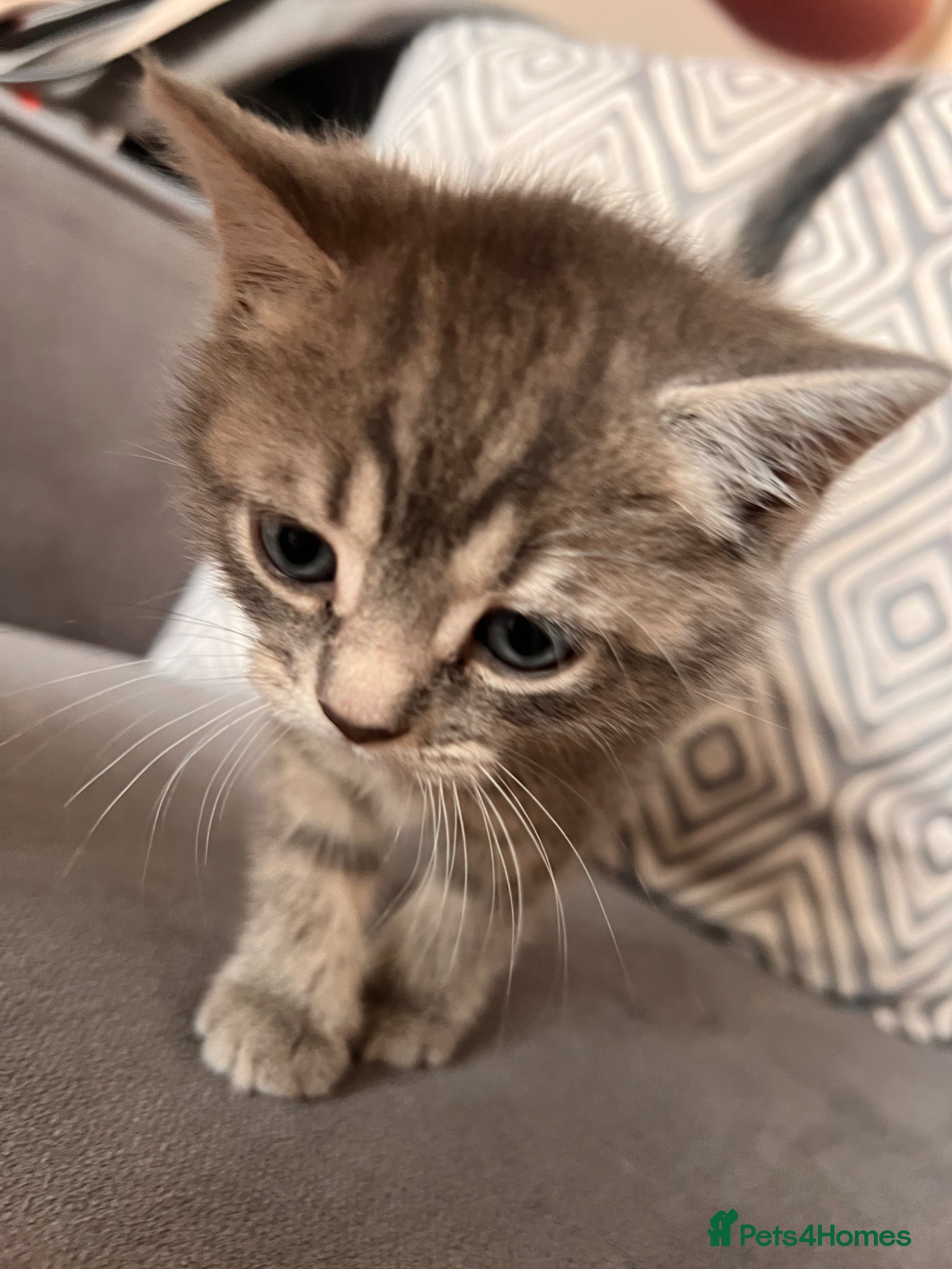 Scottish Fold cats for sale: Scottish and brittish kittens in Wigston - Advert 16