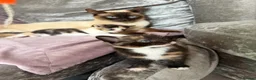 Mixed Breed cats for sale: Calico Beautiful-Mum Siamese Dad Ragdoll Bengal  - Advert 24