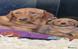 Labrador Retriever dogs for sale: Gorgeous Yellow & Fox Red Labrador Puppies KC REG - Image 1