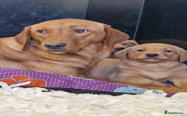 Labrador Retriever dogs - Advert 15