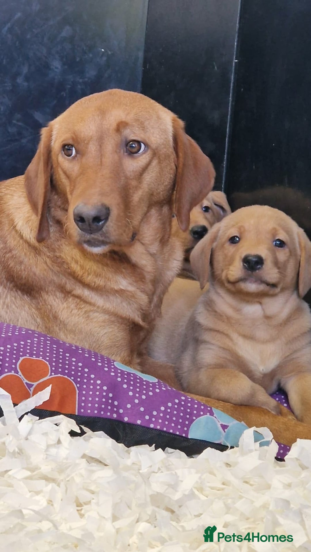 Labrador Retriever dogs for sale: Gorgeous Yellow & Fox Red Labrador Puppies KC REG - Image 1