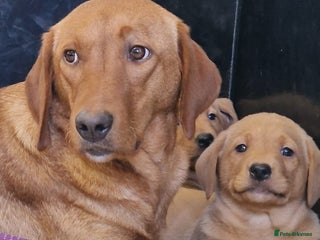 Labrador Retriever dogs - Advert 6