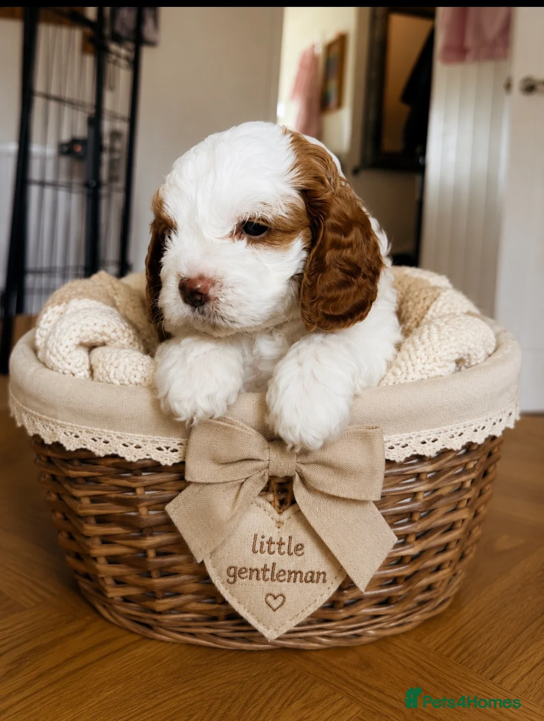 Cavapoo dogs for sale: Cavapoo puppies  - Advert 2