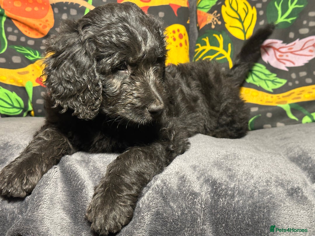 Goldendoodle dogs for sale: Black Phantom Goldendoodles Ready For A New Home! - Advert 24