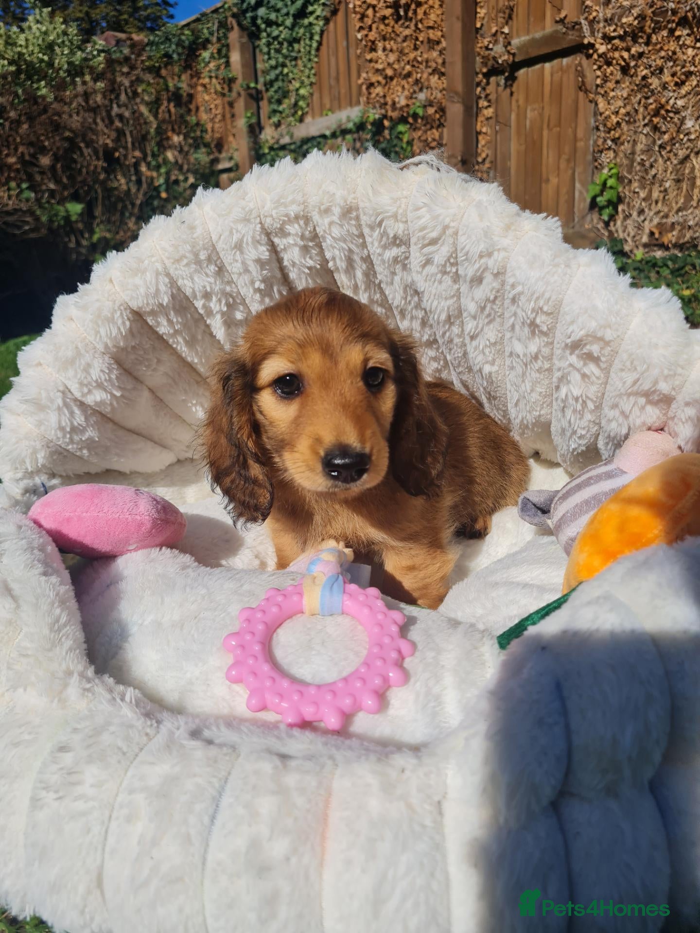 Dachshund dogs Pra clear,Last 3 beautiful LH Dachshund puppies💗 - Advert 15