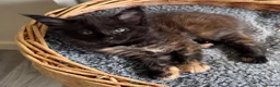 Maine Coon cats for sale: GCCF PEDIGREE MAINECOON KITTENS - Advert 7