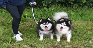 Pomsky dogs - Advert 2