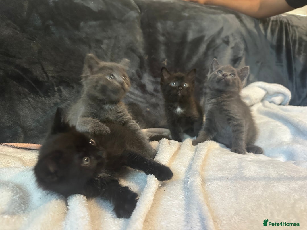 Ragdoll cats for sale: Ragdoll cross domestic shorthaired kittens  - Image 2